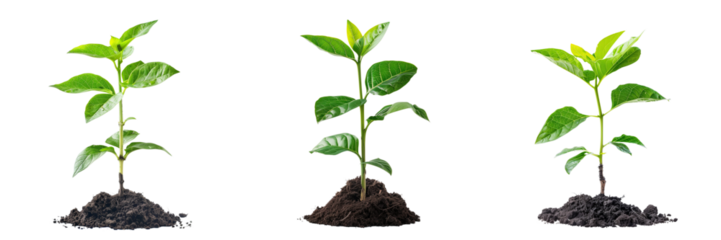 Green plant growing from the ground isolated on transparent background