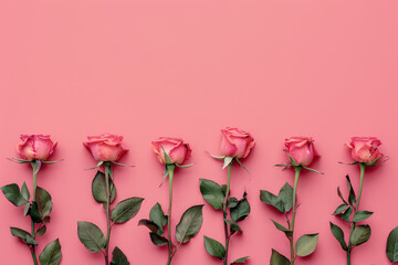 top view of a row of pink roses on a pink background - obrazy, fototapety, plakaty