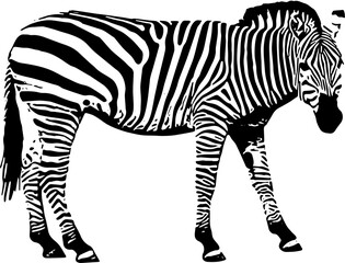Fototapeta na wymiar Zebra animal silhouette illustration for animal day