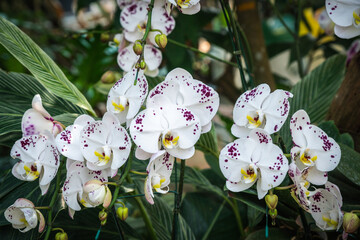 Orchids, flowers, Chiang Mai, Thailand