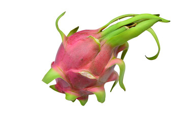 dragon fruit isolated on transparent background
