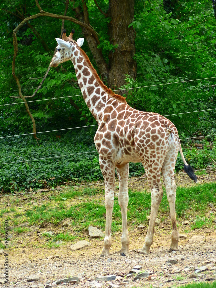 Sticker girafe dans un zoo