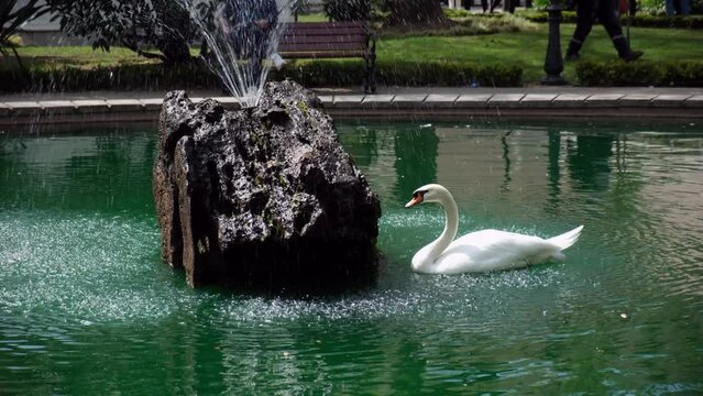 White swan is getting cool under spraying water in a pond of a public park