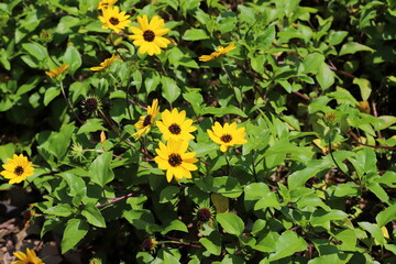 Green plants and flowers close up. Abstract natural background made of plants and flowers.