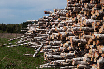 Large pile of birch logs lies on the ground near the forest edge