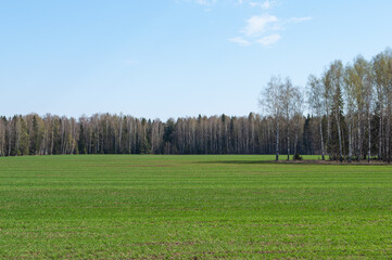 Large green field at birch forest in spring time