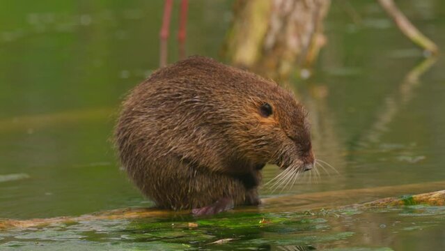Nutria sits on a log in the water and cleans itself. Wild nature. Close-up of a water nutria on a French lake. Natural habitat of otter, nutria, beaver