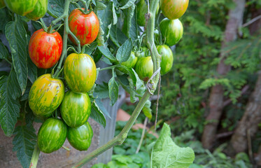 Ripe colorful Easter eggs tomatoes hanging in the garden.