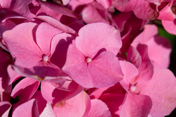Detail of pink Hydrangea flowers