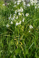 Ail des ours, Allium ursinum