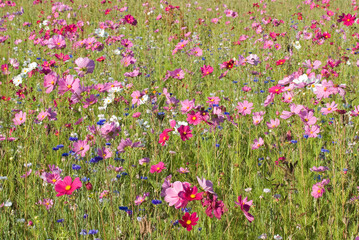 Obraz premium Friche fleurie, cosmos