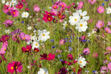 Fototapeta premium Friche fleurie, cosmos