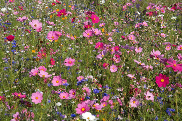 Friche fleurie, cosmos