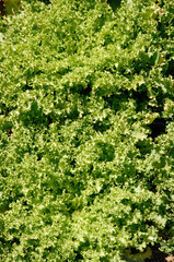 Lactuca sativa 'Sally', Laitue frisée, salade