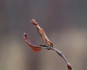 Old leaves on an alder plant that have remained attached all winter.