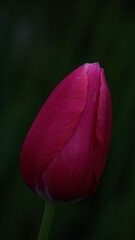 Tulpe