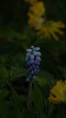 Blaue Blumen