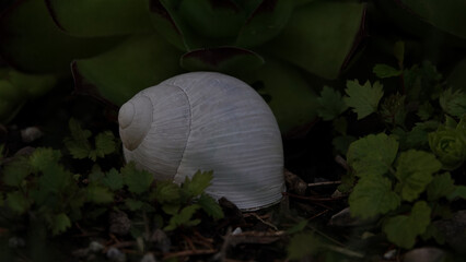 Einsames Schneckenhaus