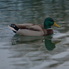 Ente