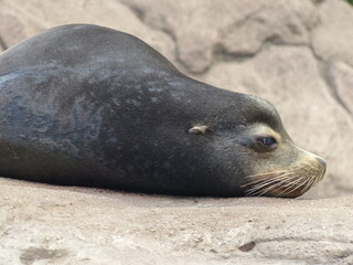 Otarie couché dans un aquarium