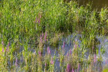 lake in the forest