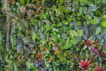 plant wall, green plant decoration on the wall and make it look fresh and beautiful. Decorate the garden with fake plants on the wall of the house for Nature background of green forest