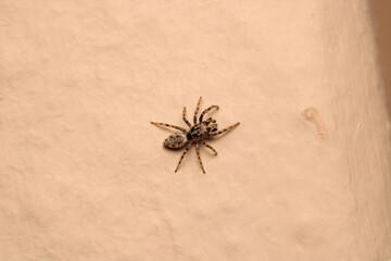 little jumping spider macro photo