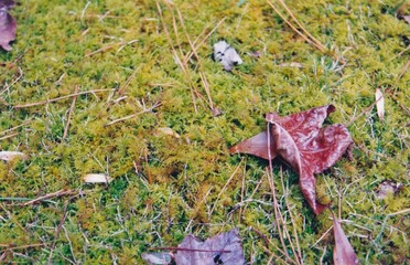 Fall Leaves and Moss in the Woods
