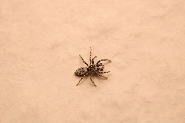 little jumping spider macro photo