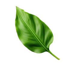 a plantain leaf SVG on transparent background