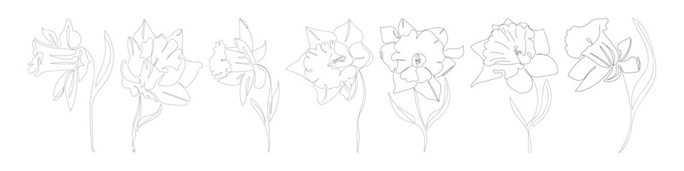 Line draw narcissus. Flower vector illustration.