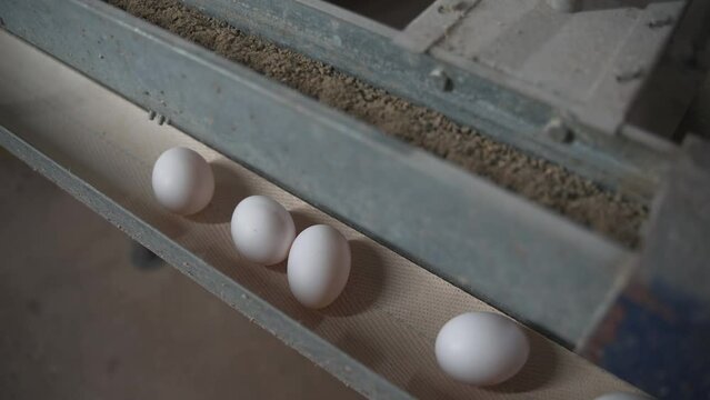 Production of white bird eggs at the chicken layer farm. White chicken eggs slowly moving on the metal pipe at the plant. Fresh white chicken eggs collected from the hens. Poultry.