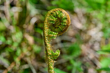 bud of fern in Forest,lower Rhine region,Germany