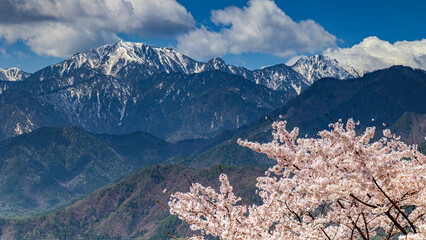 満開の桜と残雪の山　大町公園　絶景