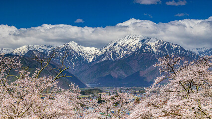 満開の桜と残雪の北アルプス　後立山連峰　大町公園　絶景