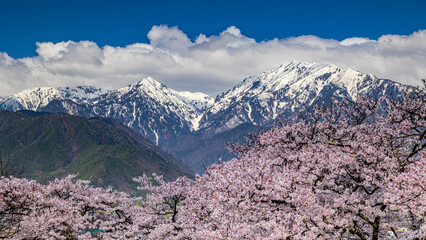満開の桜と残雪の山　長野　大町公園　絶景