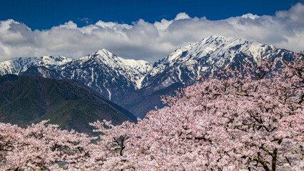 Spectacular view of cherry blossoms in full bloom and mountains covered in remaining snow at Nagano Omachi Park