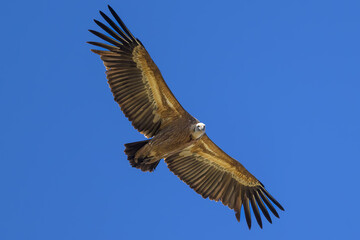 Buitre leonado en Madrid