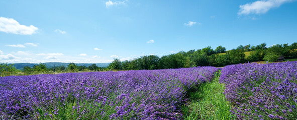 Lavender field in bloom near the village of Sale San Giovanni, Langhe region, Piedmont, Italy,...