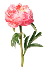 PNG pink peony flower sticker
