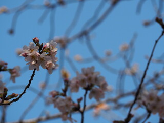 サクラと青空