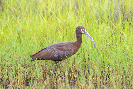 A white-faced ibis in breeding plumage at the San Luis National Wildlife Refuge, in the San Joaquin Valley of California.
