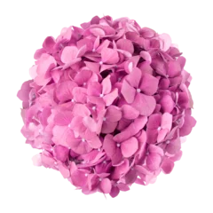 Fototapete Hortensie PNG pink hydrangea flower sticker  © Rawpixel.com