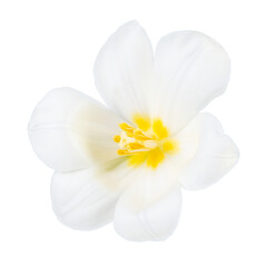 White tulip png, blooming flower sticker