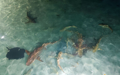 Shark feeding at Ari atoll on Maldives