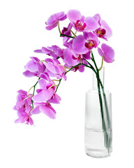 PNG pink orchid in glass vase, isolated object, collage element design © Rawpixel.com