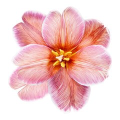 Pink tulip png, sticker flower design