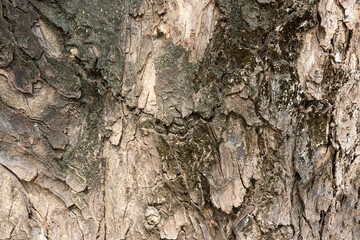 Wooden Tree Bark Texture Close-Up