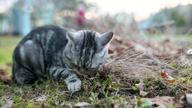 British shorthair silver tabby cat biting catnip outdoors in the backyard. Close-up slow motion footage of a young domestic cat being affected by catnip aka catswort, catwort, catmint plant smell.