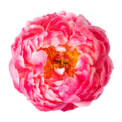PNG pink peony flower sticker © Rawpixel.com